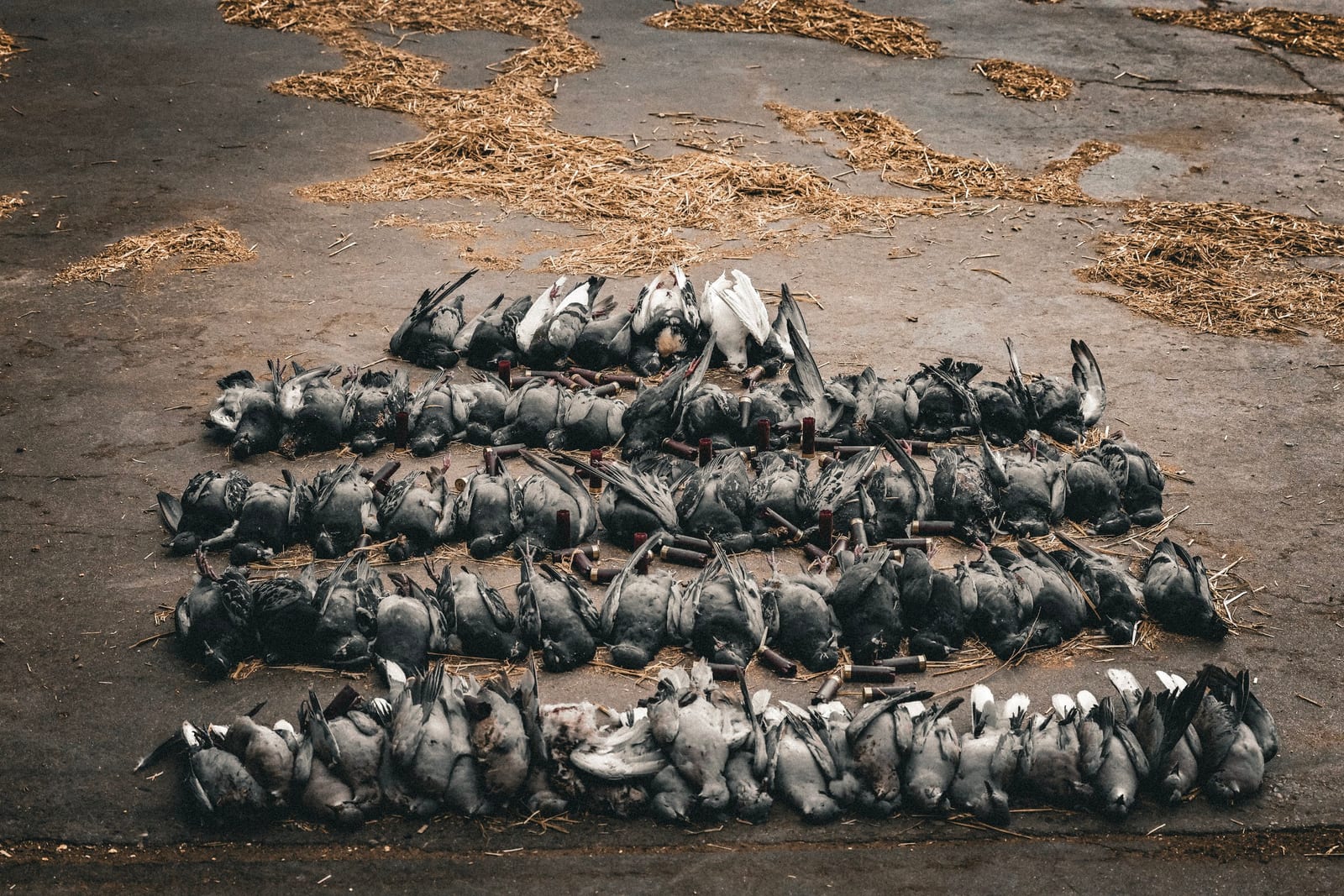 A pile of dead pigeons arranged on a concrete surface with some straw scattered around.