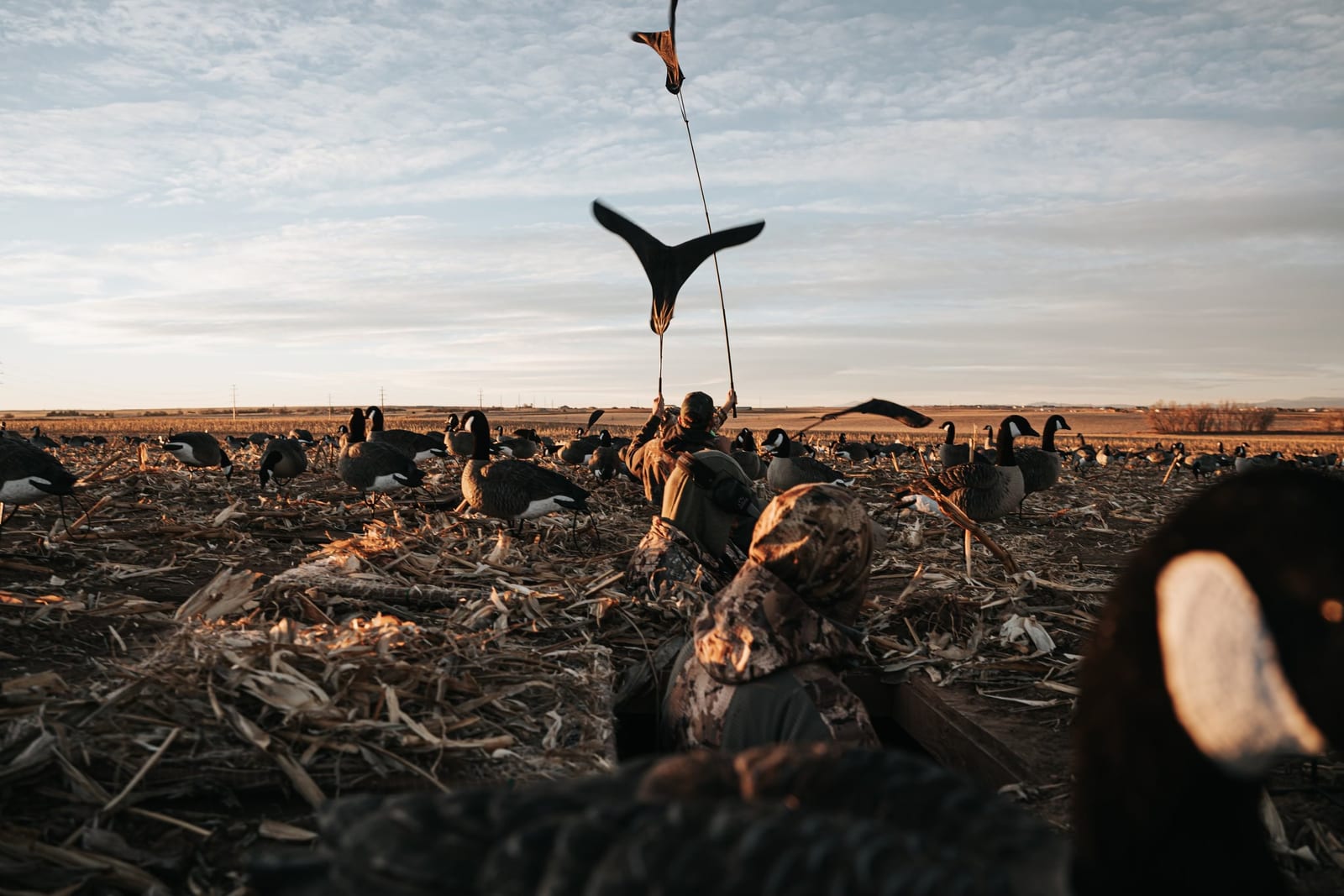 A person sitting among a large flock of waterfowl, holding two flags on sticks in a field during sunset or sunrise.