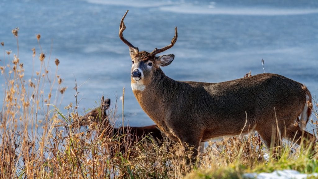 A whitetail deer buck stands in tall grass near a body of water, with another deer partially visible in the background.