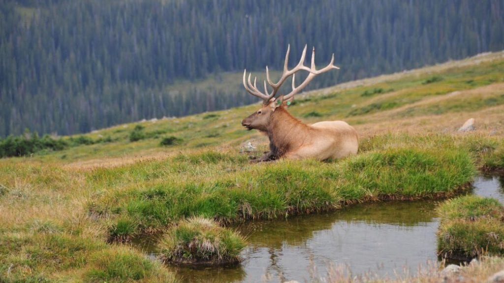 An elk with large antlers rests by a small stream in a grassy, mountainous landscape.