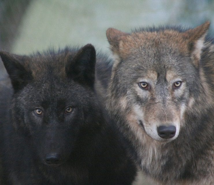 A black wolf and a grey wolf stand side by side.