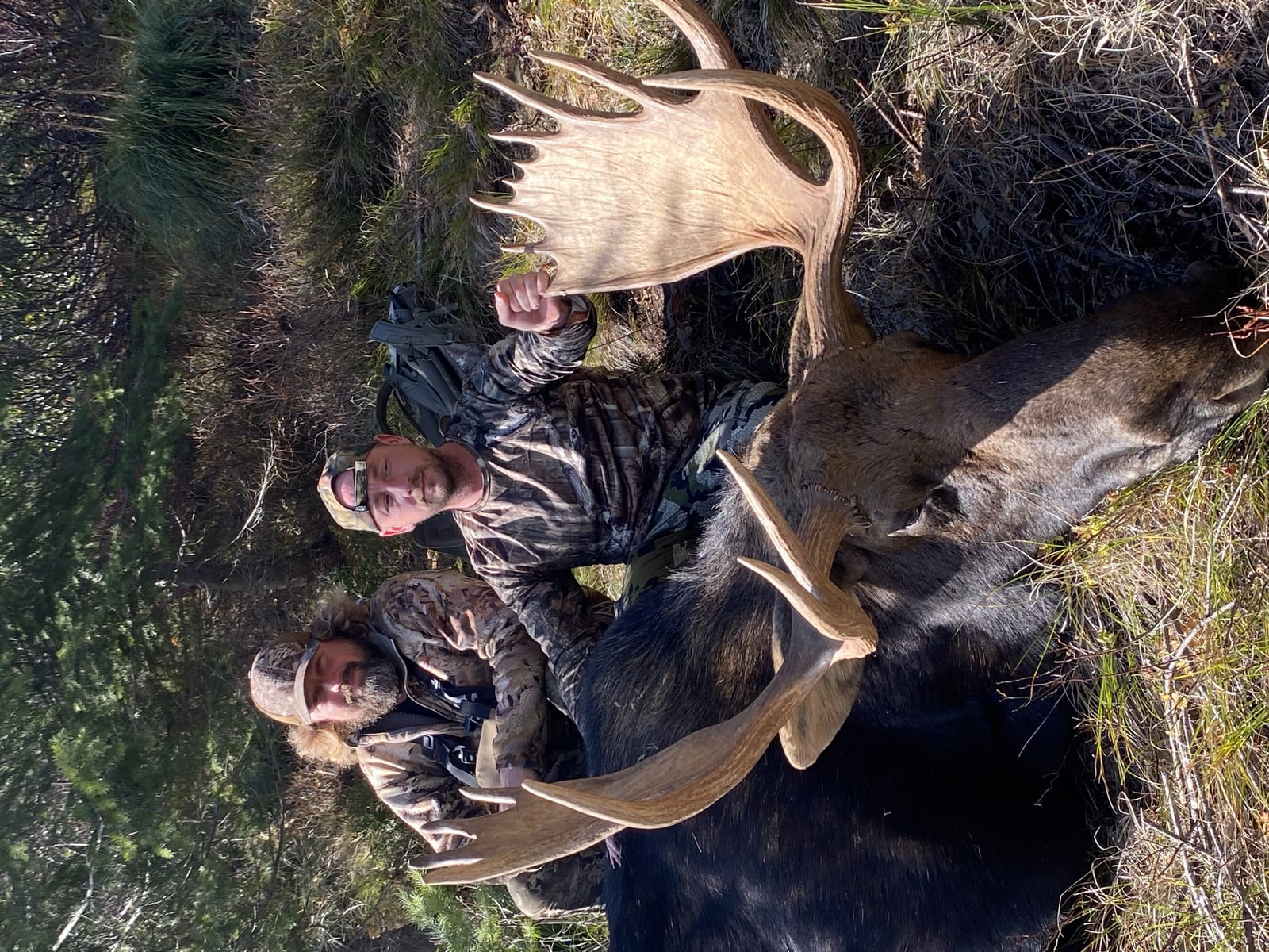 Two hunters pose with a harvested moose in a grassy, wooded area.