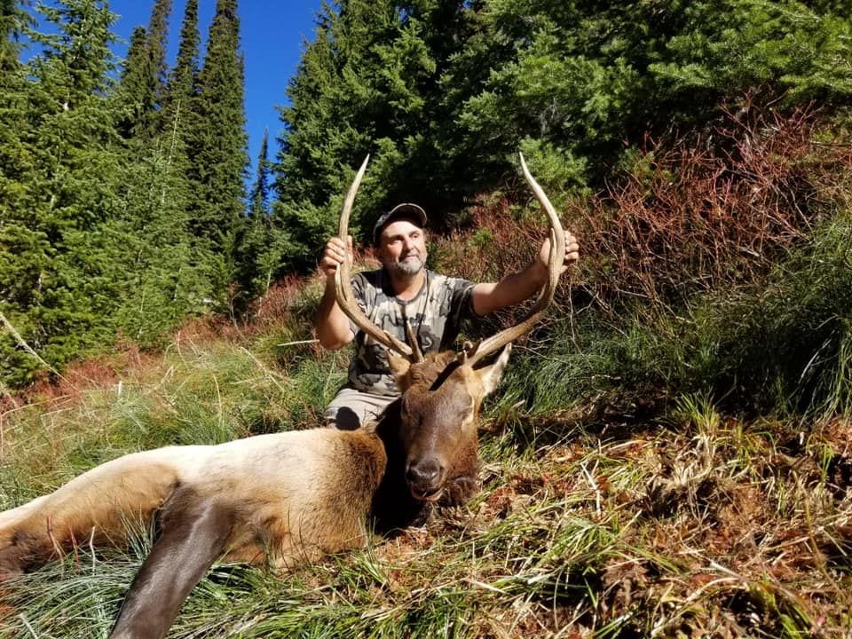 A man holding two bows in his hands while standing next to an elk.