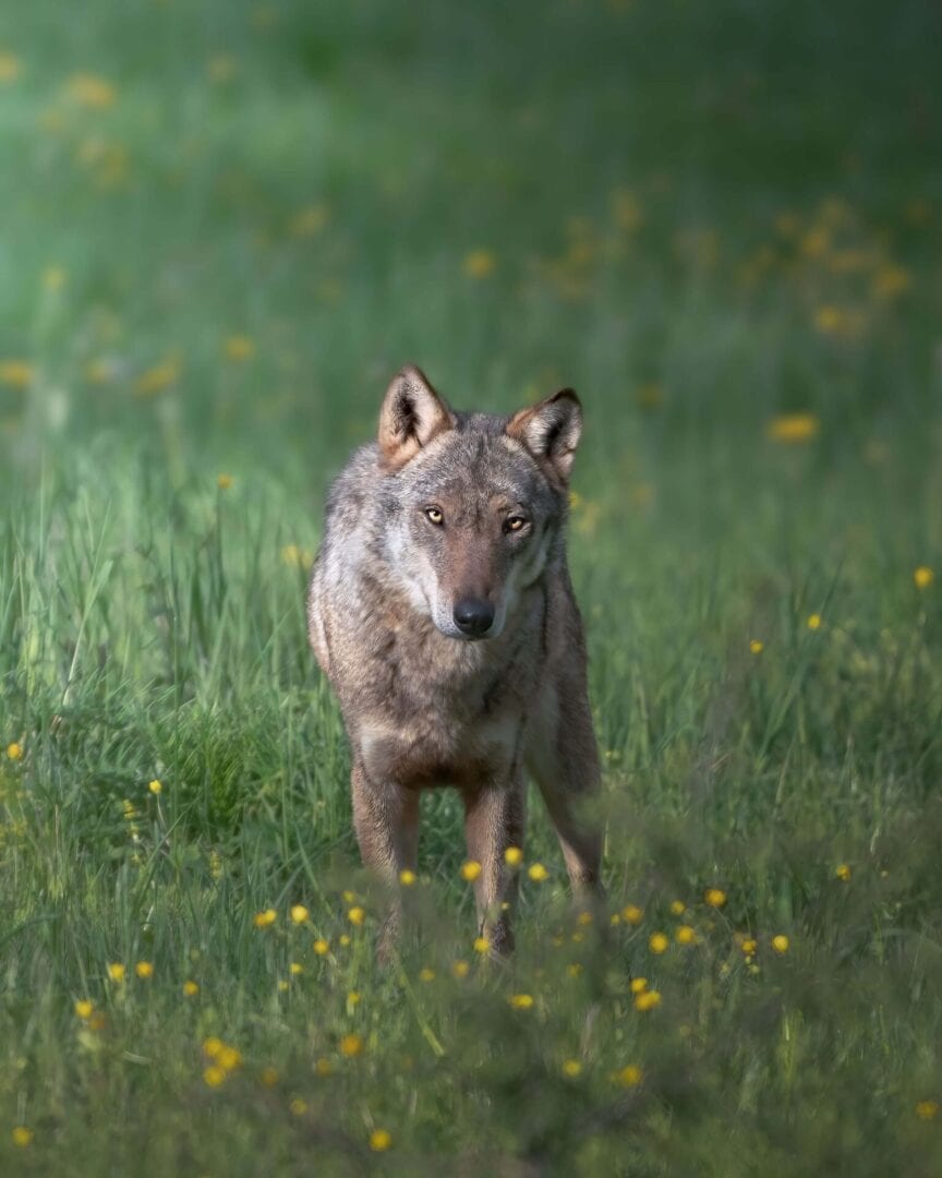 A wolf standing in the grass looking at something.