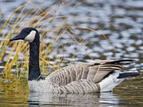 A Canada goose swims in water with tall grass in the background.