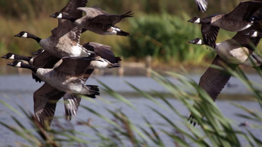 Multiple Canada Geese fly over water with reeds.