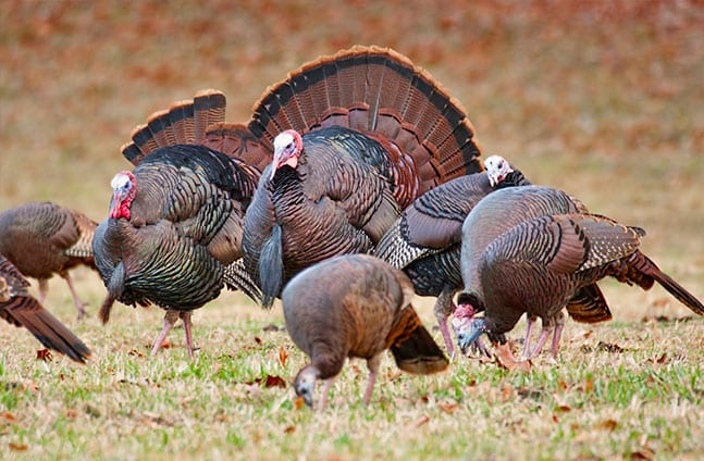 A group of wild turkeys stands in a grassy field.