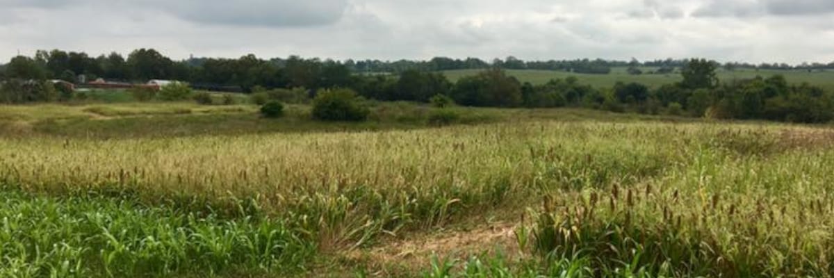 A panoramic view of a field with tall grasses and distant trees under a cloudy sky.
