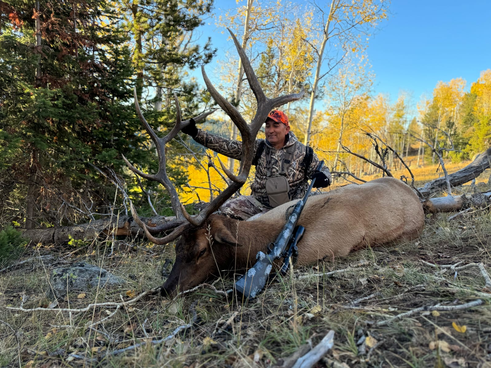 A hunter poses with a harvested elk in a wooded area with autumn foliage.