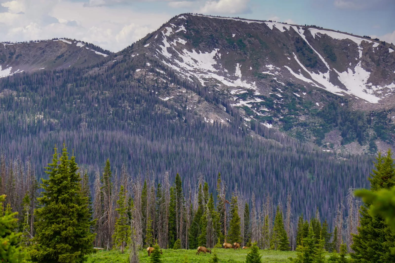 Elk graze in a grassy meadow with a dense forest and snow-capped mountains in the background.