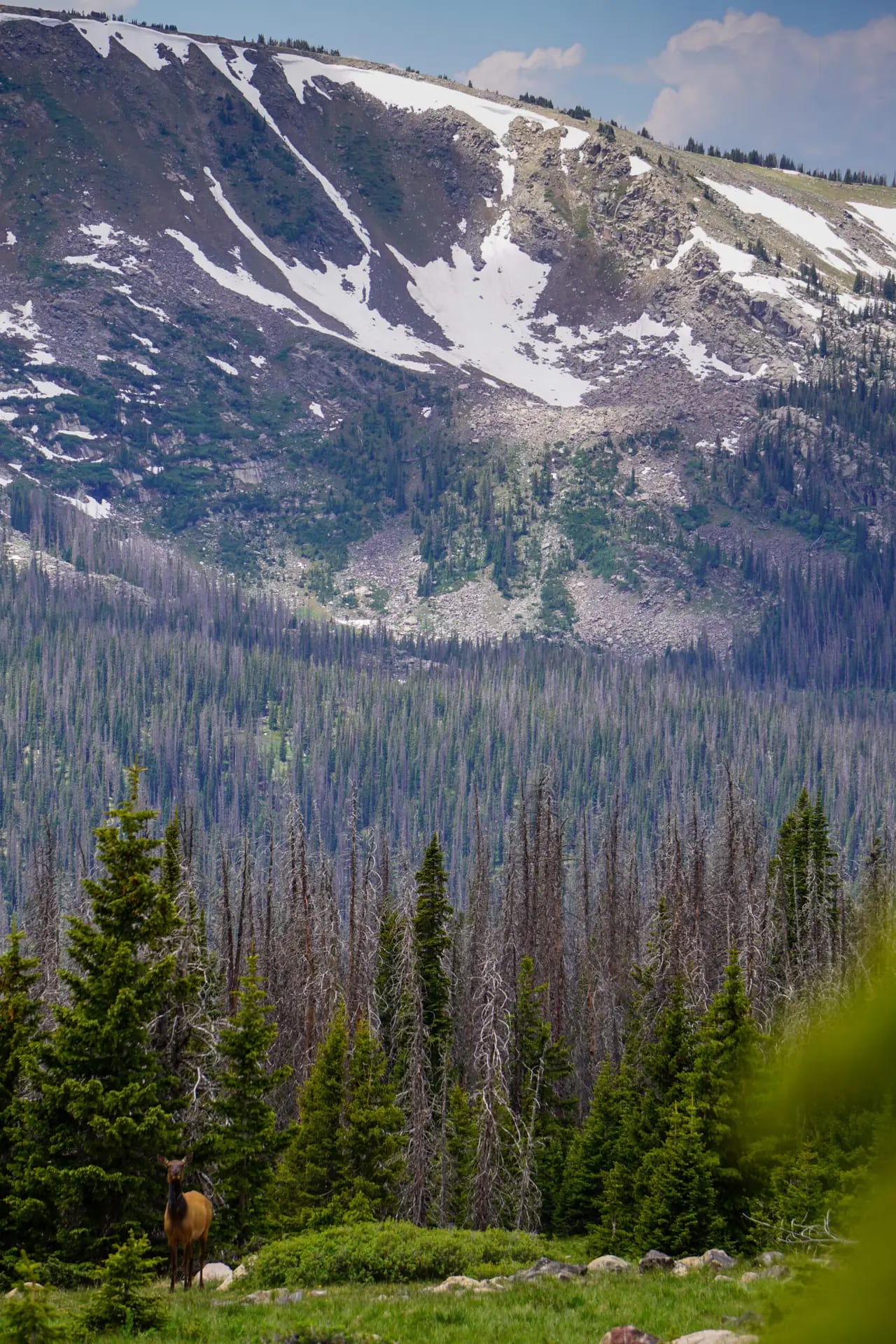 An elk stands in a grassy clearing with a forest and snow-capped mountains in the background.