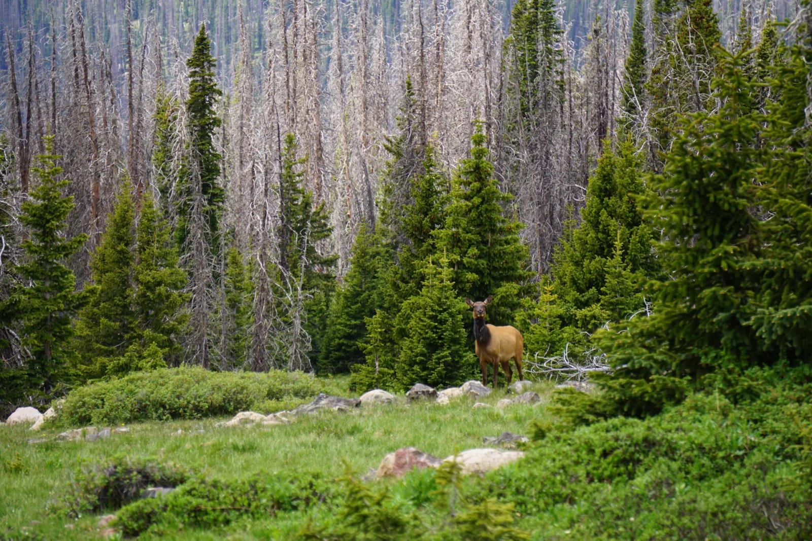 An elk stands in a forest clearing surrounded by evergreen and bare trees.