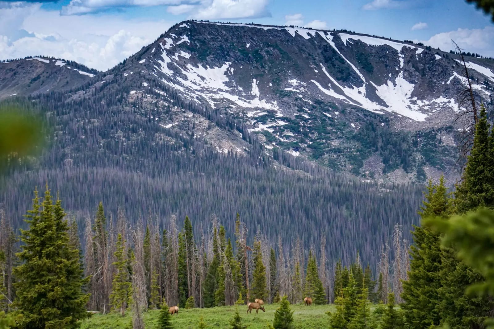 Several elk graze in a grassy field with a dense forest and snow-capped mountains in the background.