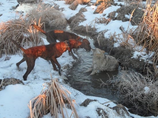 Montana Coyote Hunting Rates