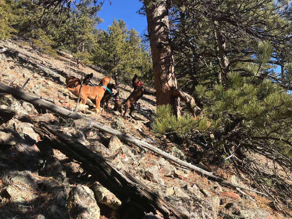Hunting Montana Mountain Lions With Dogs