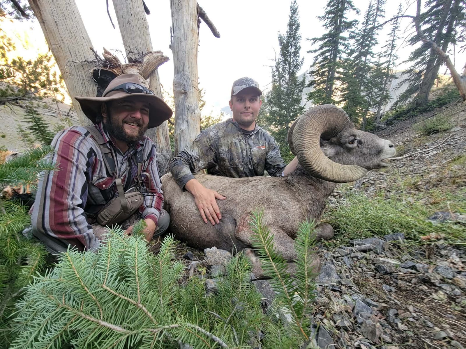 BigHorn Sheep Idaho
