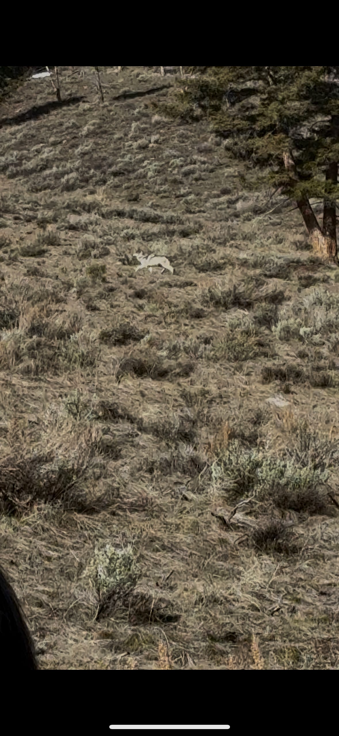 A bighorn sheep stands on a dry, grassy hillside.