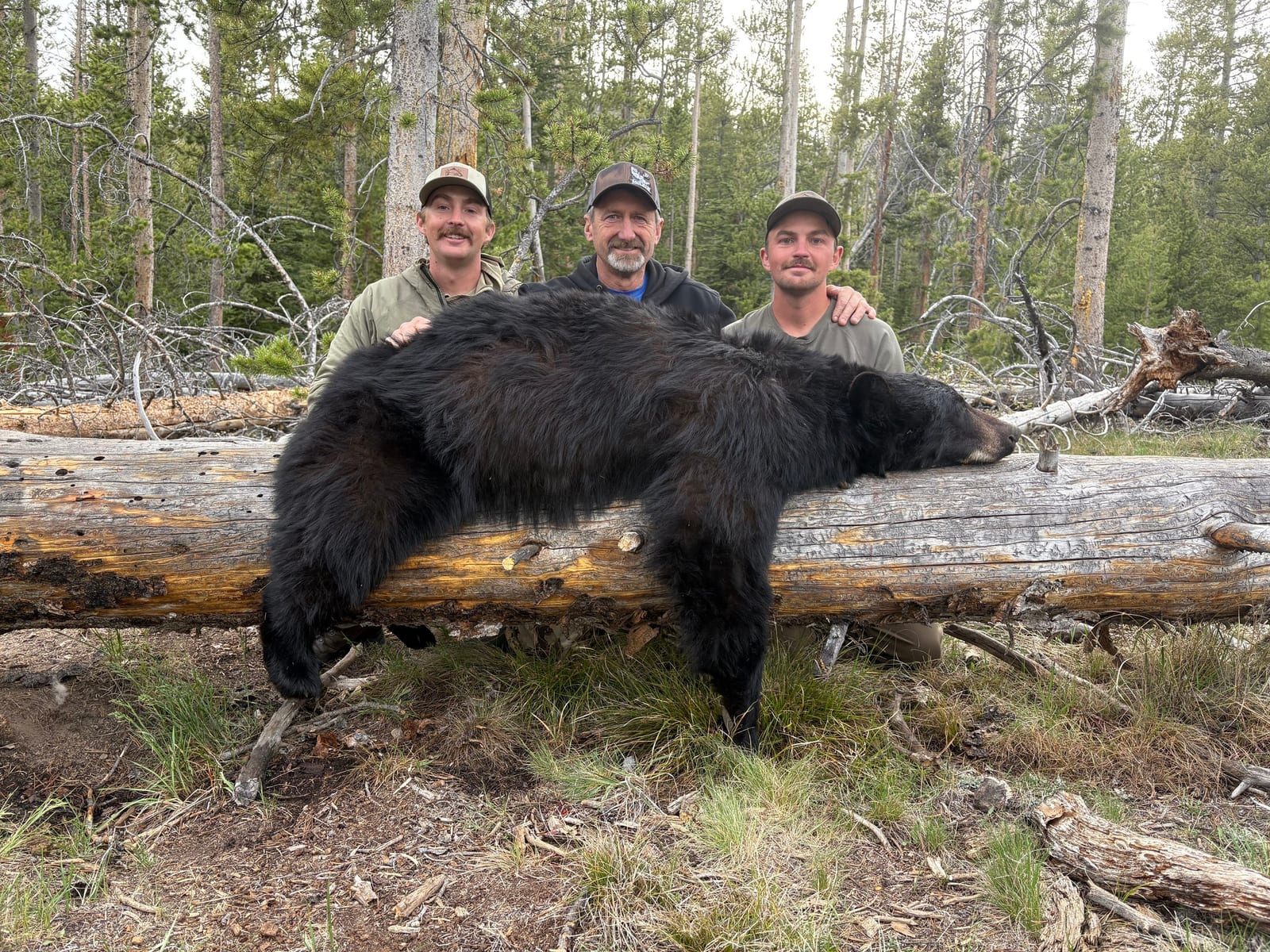 Three hunters pose with a harvested black bear on a fallen log in a forest.