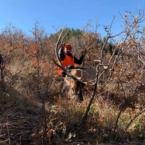 Colorado Muzzleloader Elk Guide