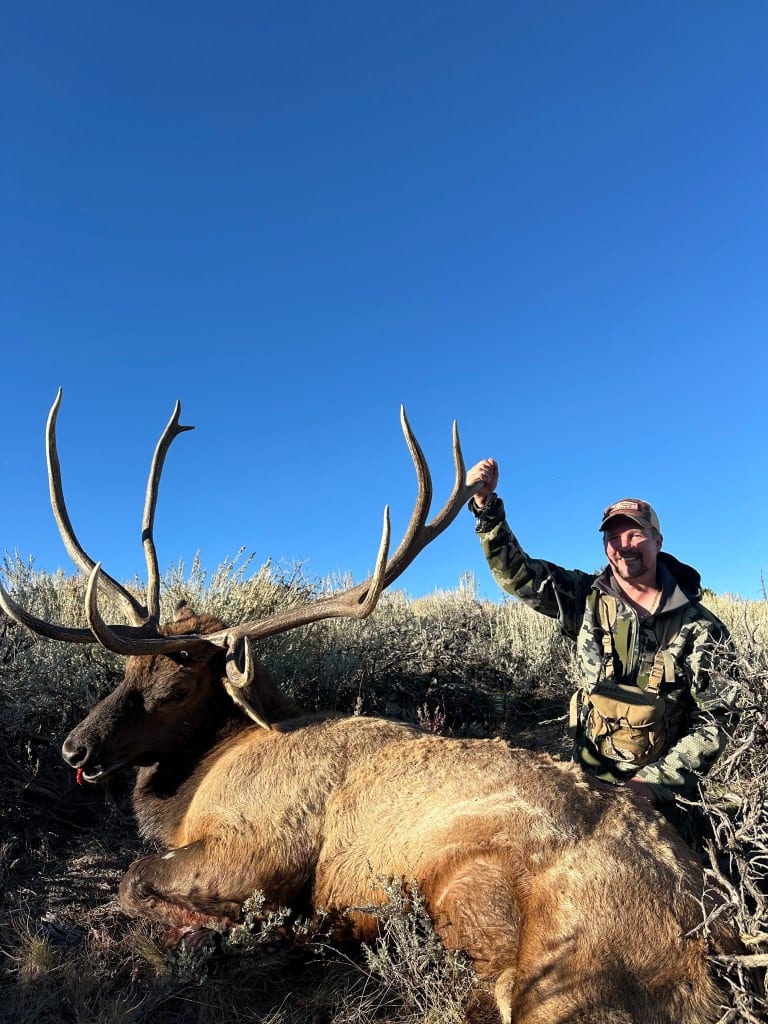 A hunter poses with a harvested elk in a field under a clear blue sky.
