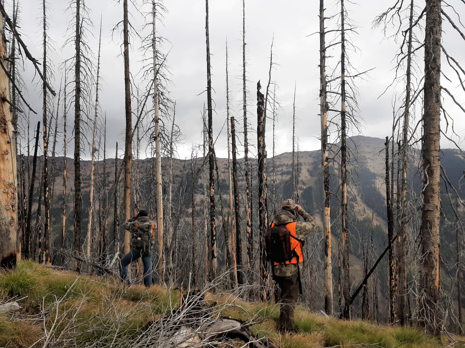 Two hunters stand in a forest of dead trees, looking out over a mountainous landscape.