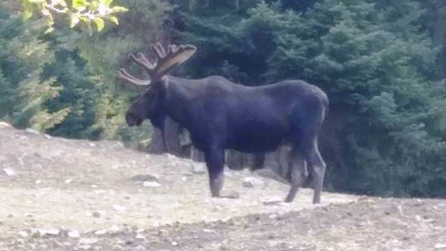 A large bull moose stands in a clearing with trees in the background.