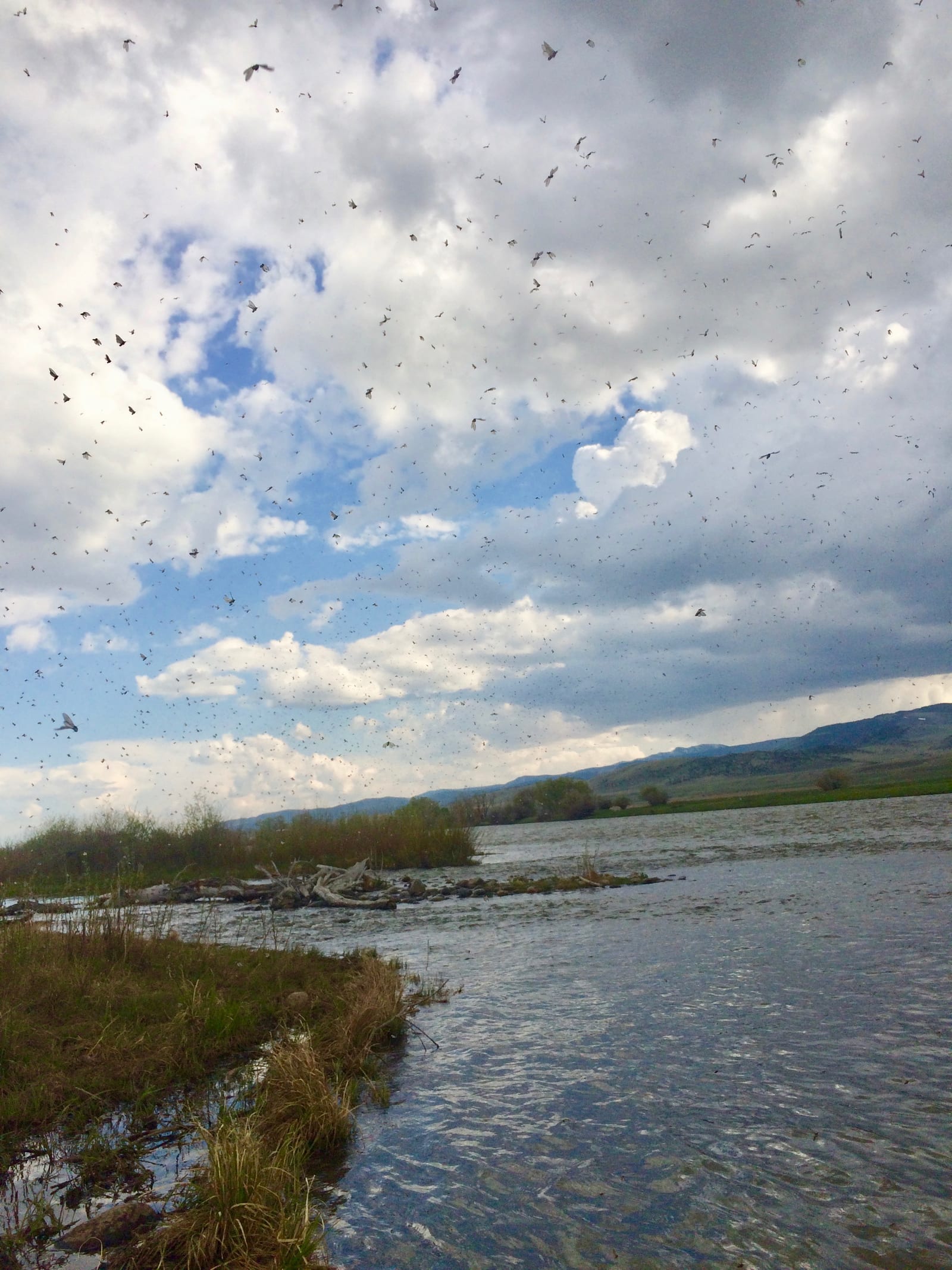 Caddis hatch Madison River fly fishing guide