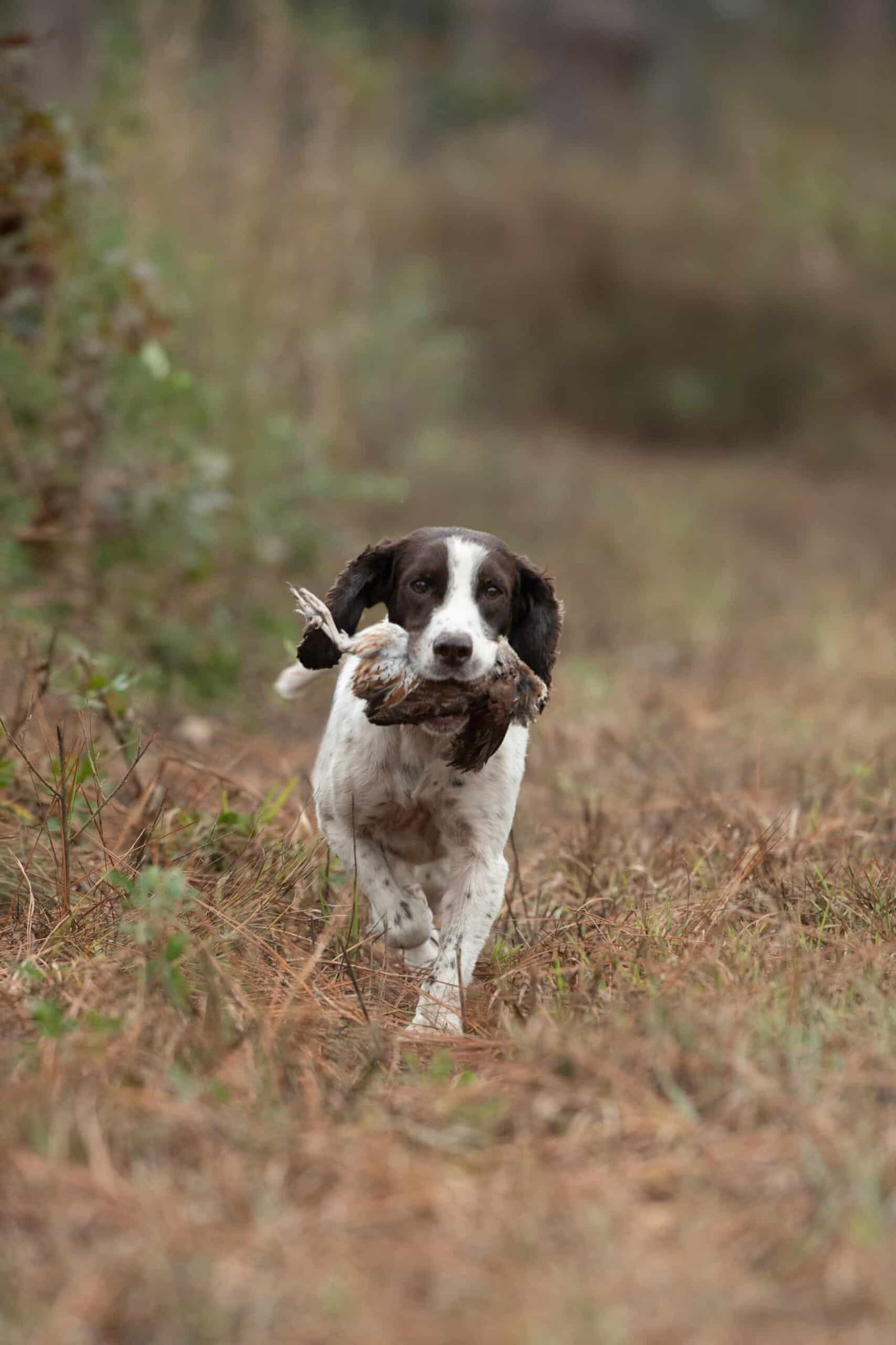 dog returning with retrieving quail
