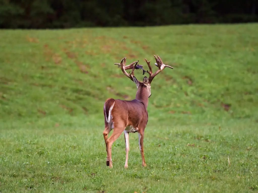 buck walking in field