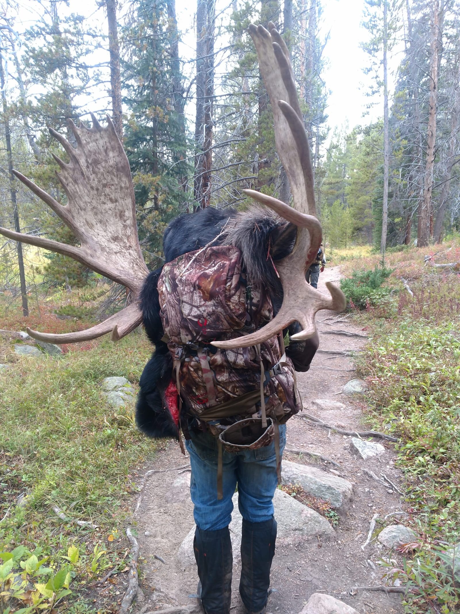 A person carries harvested moose antlers and hide on a backpack through a forest.