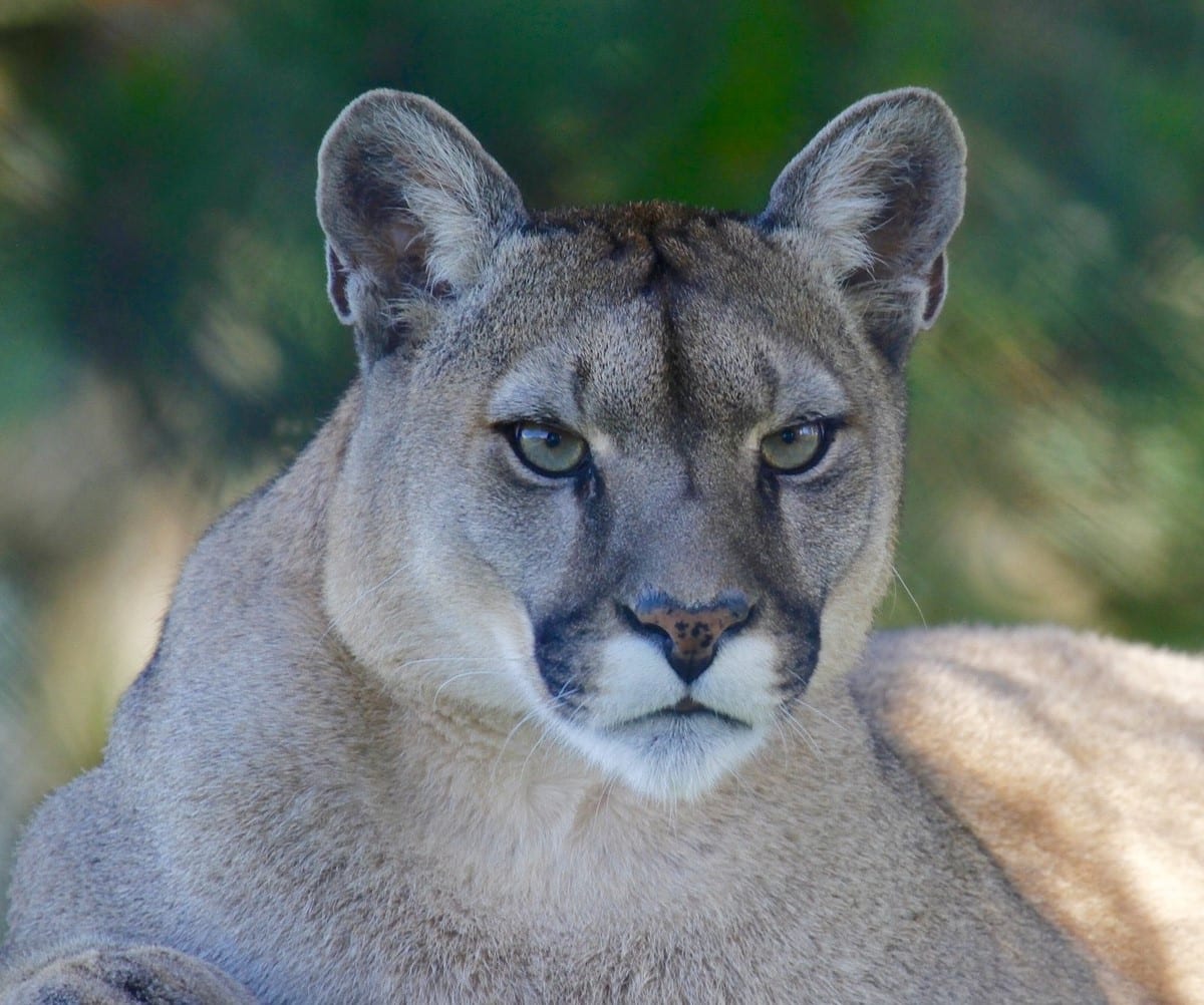 A close-up of a mountain lion looking directly at the camera.