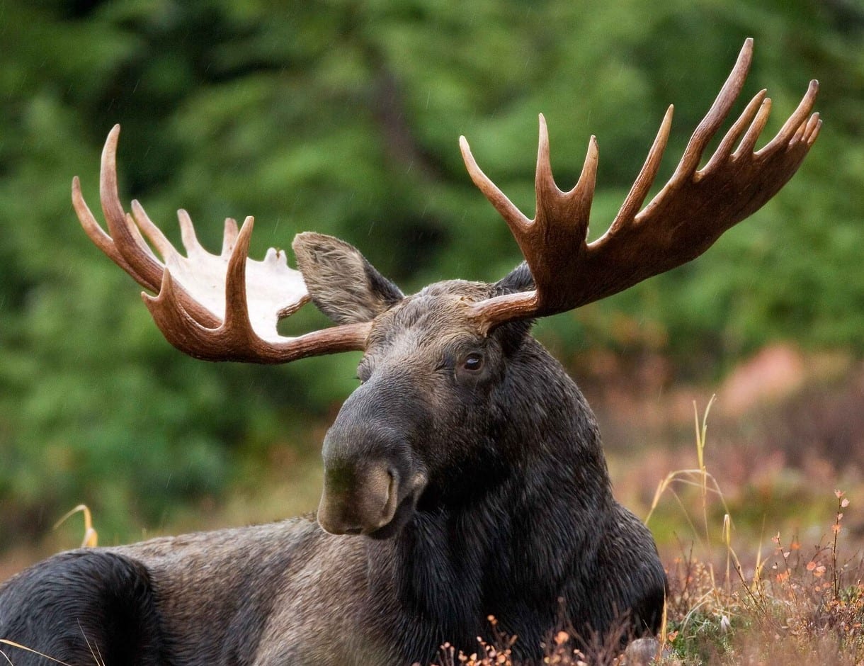A large bull moose with impressive antlers lies in a field with green foliage in the background.