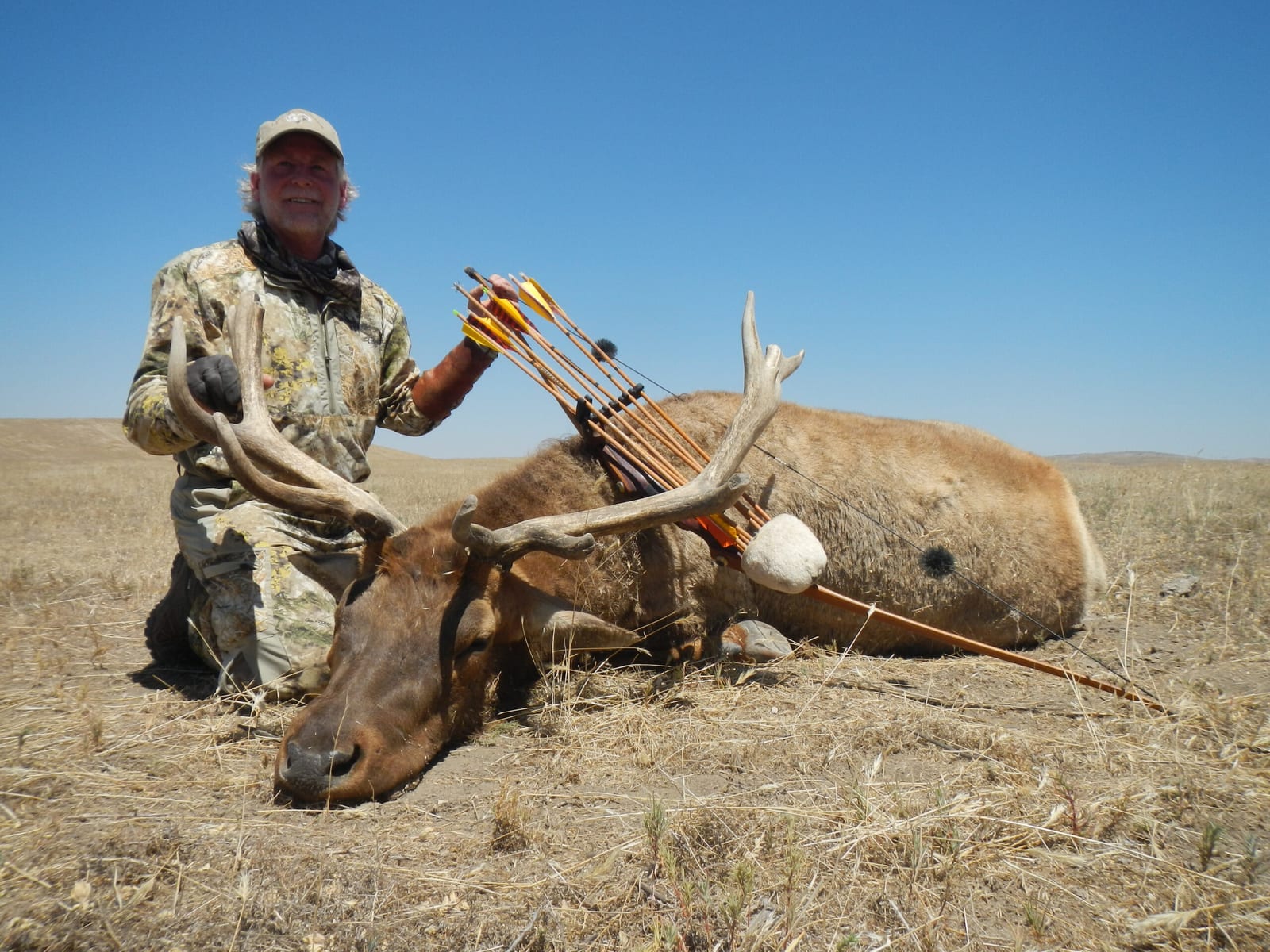 Tule Elk