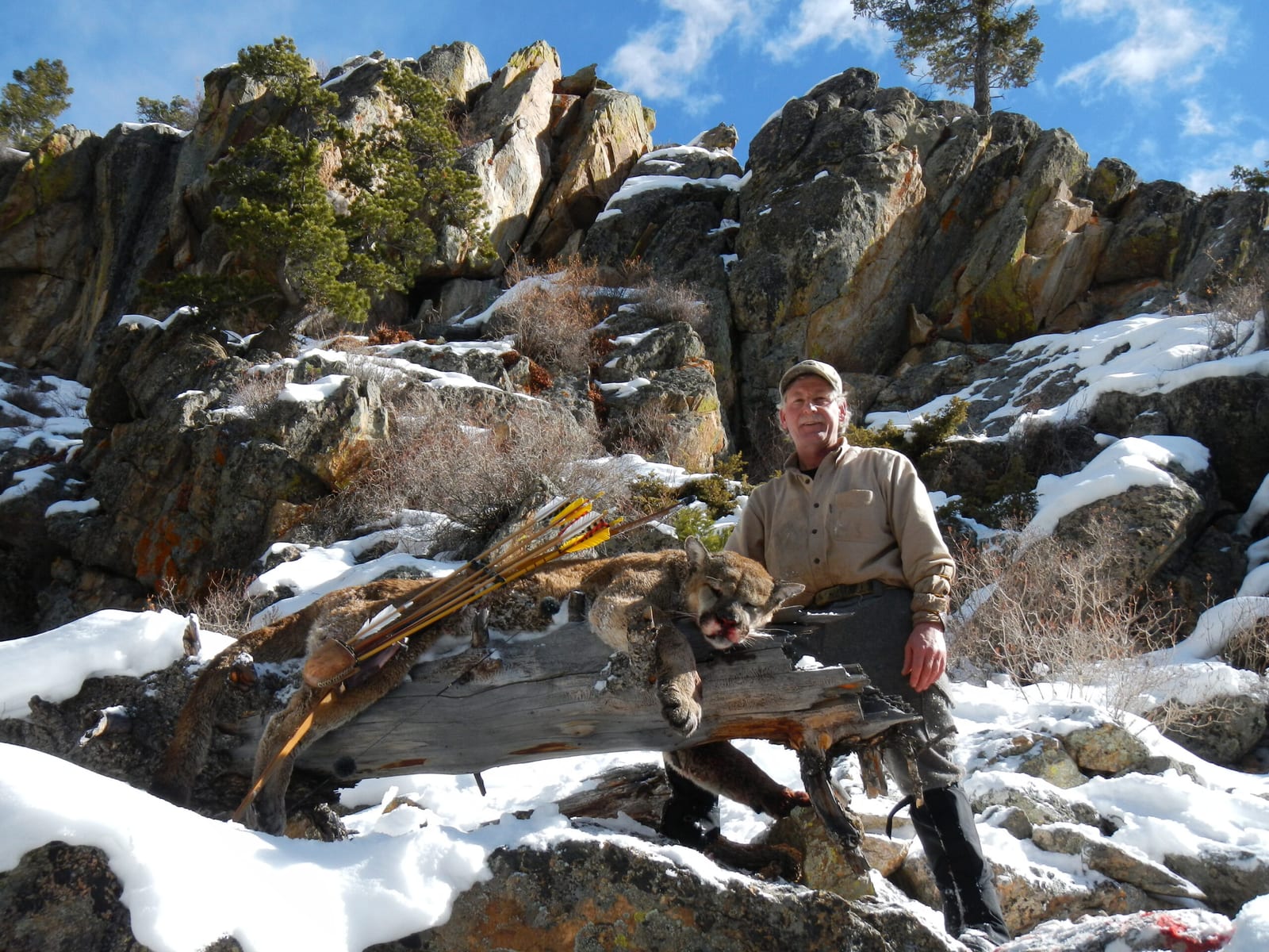Mountain Lion