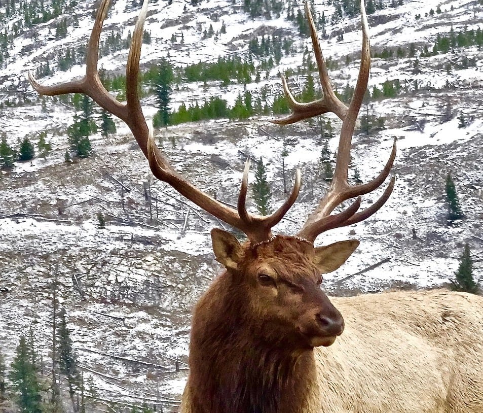A large bull elk stands in a snowy, forested mountain landscape.