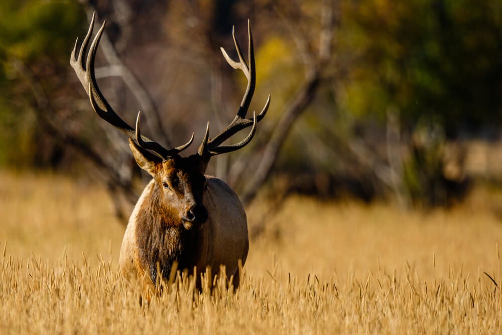 An elk in Idaho, the best state for elk hunting