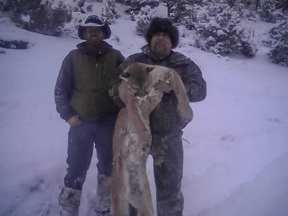 Colorado mountain lion hunting