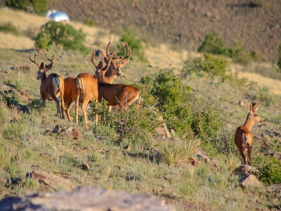 Multiple mule deer bucks are visible on a grassy hillside.