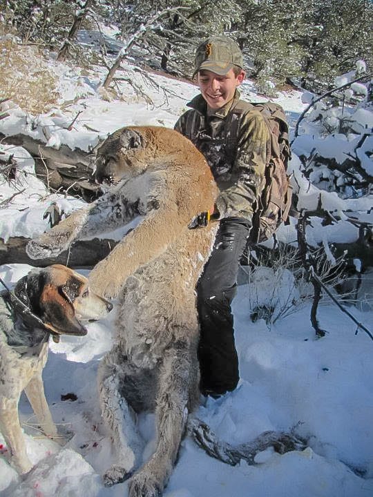 colorado mountain lion hunting