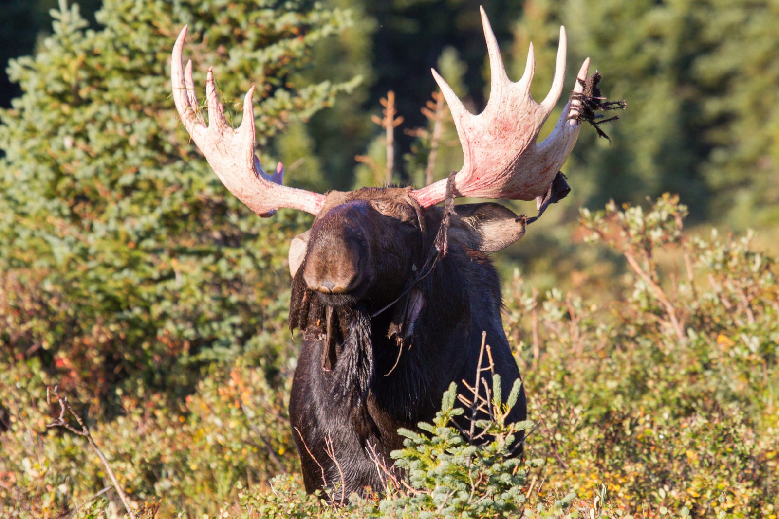 A large bull moose with antlers stands in a field of green and brown foliage.