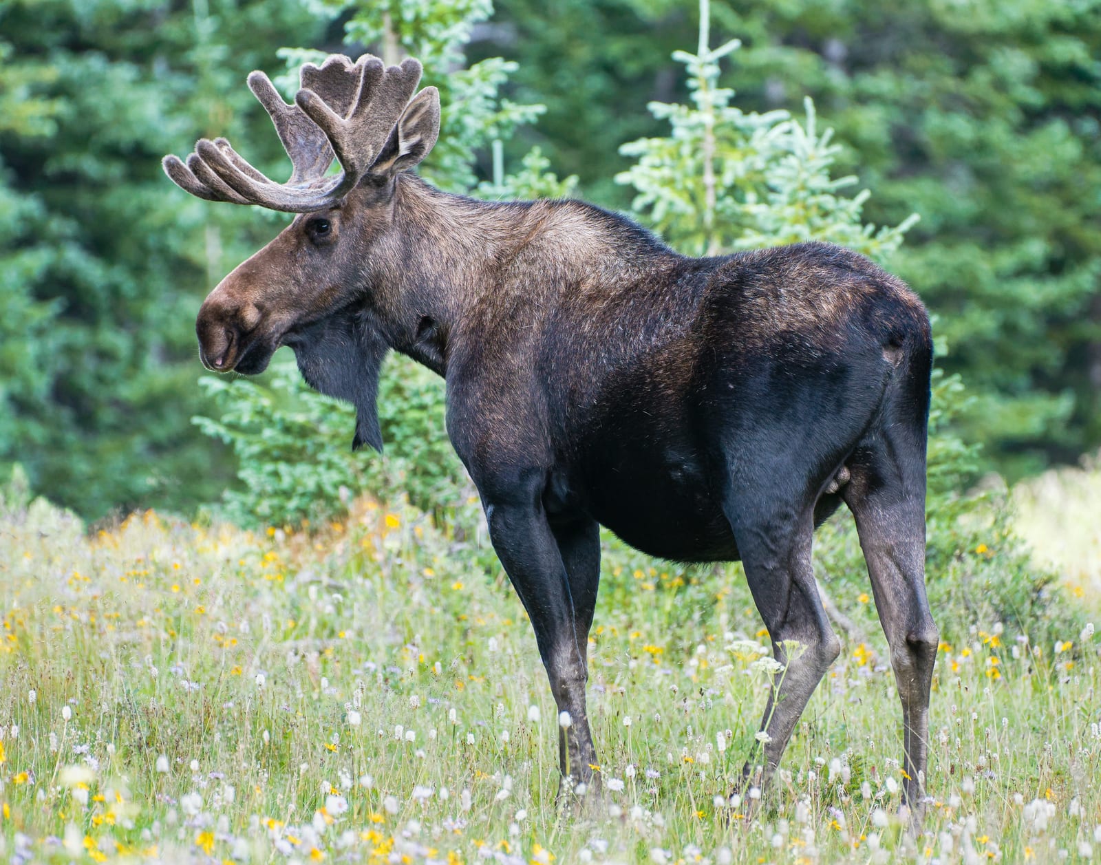 A moose stands in a field of wildflowers with trees in the background.