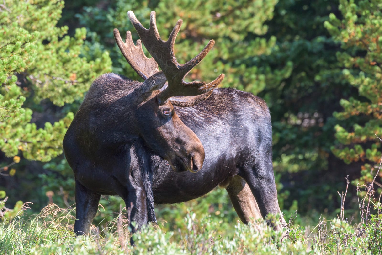 A large bull moose with antlers stands in a forest clearing.
