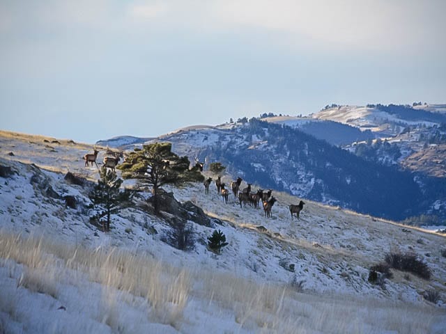 colorado elk hunting high country