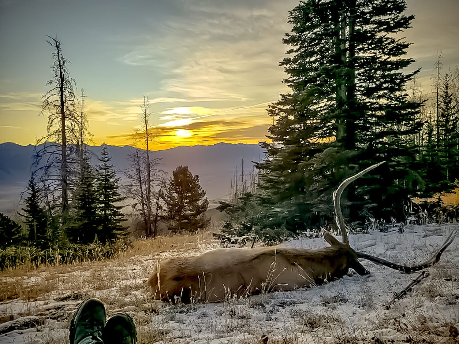 Colorado high country elk hunting