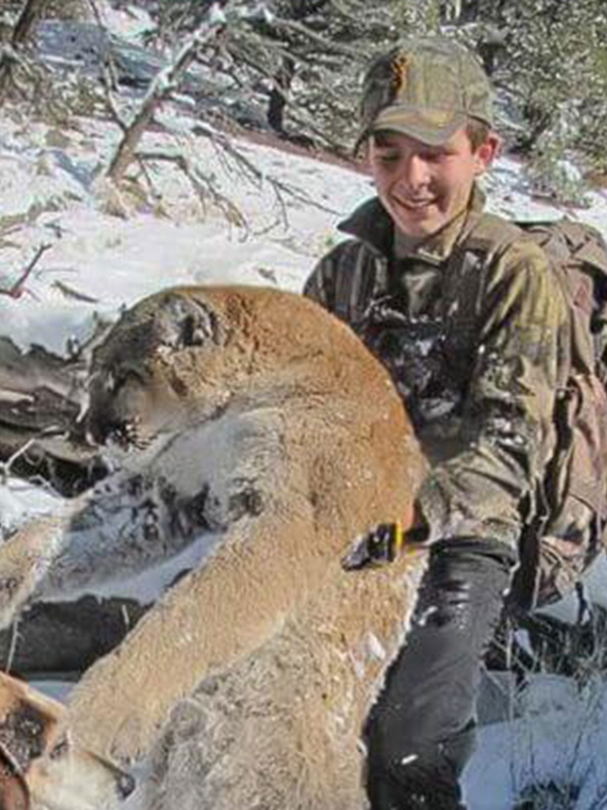 Colorado mountain lion hunting
