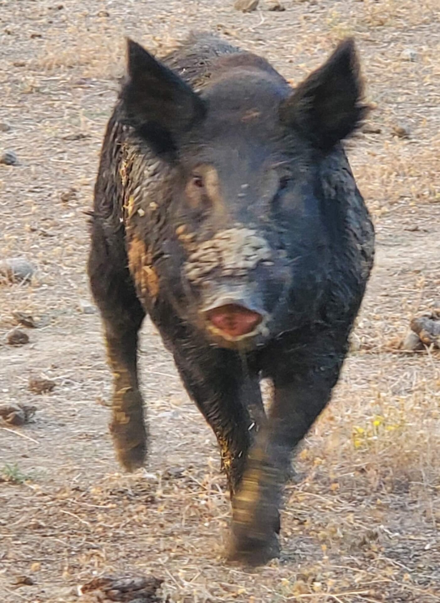 A black pig walking in the dirt with mud on its face.