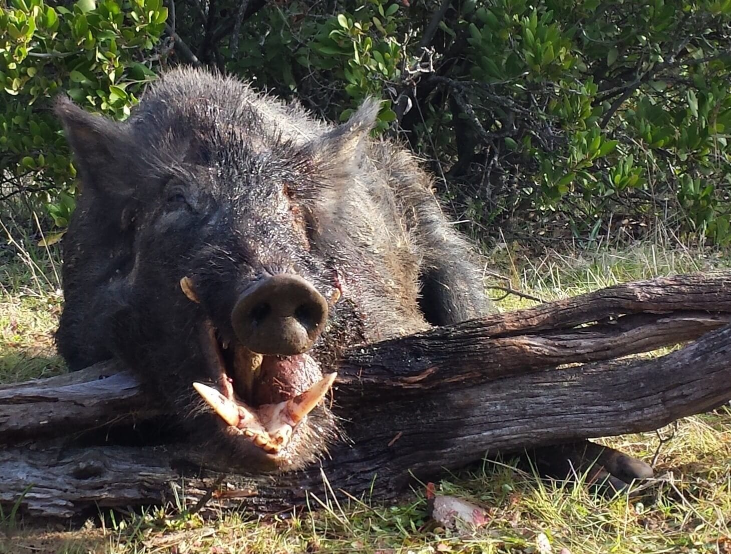 A boar is laying on the ground with its mouth open.