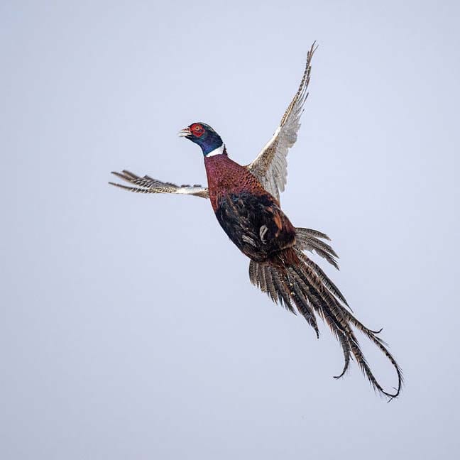 A ring-necked pheasant in flight against a light sky.