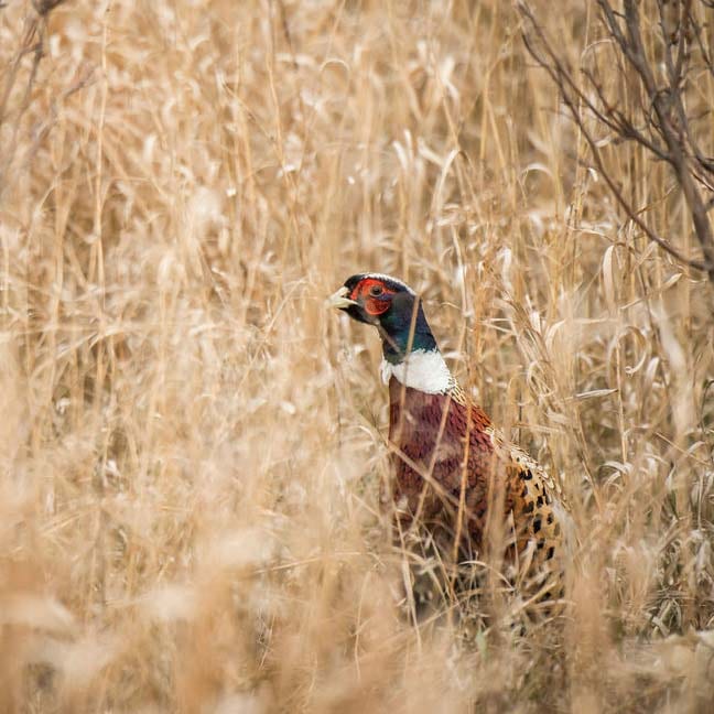 A ring-necked pheasant stands in tall, dry grass.