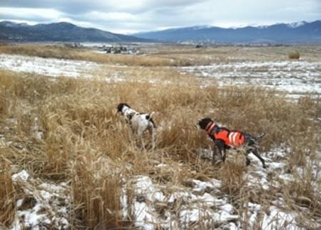 Daily Hunt